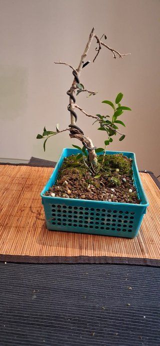 bonsai Olivo +10 años nº 8