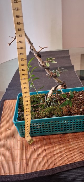 bonsai Olivo +10 años nº 8