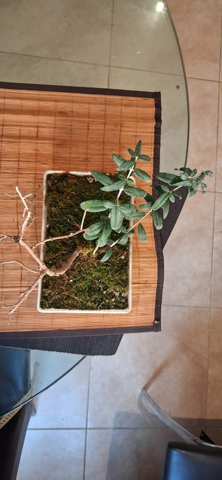 bonsai Olivo +10 años nº 9