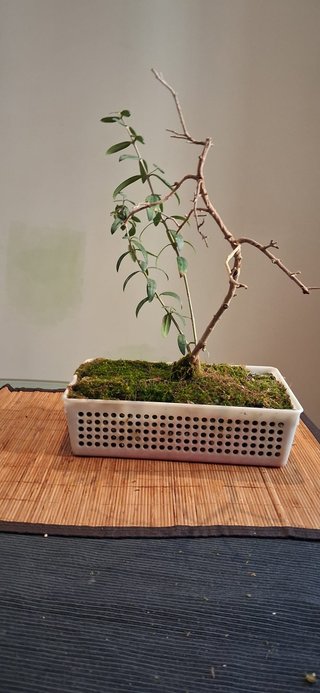 bonsai Olivo +10 años nº 9