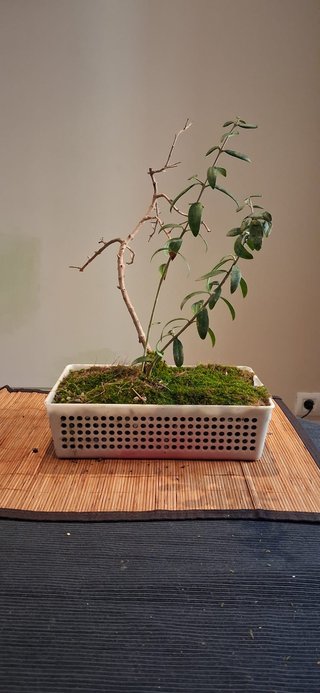bonsai Olivo +10 años nº 9
