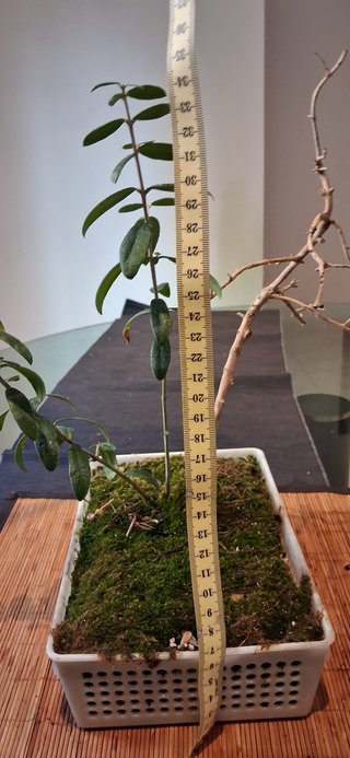 bonsai Olivo +10 años nº 9