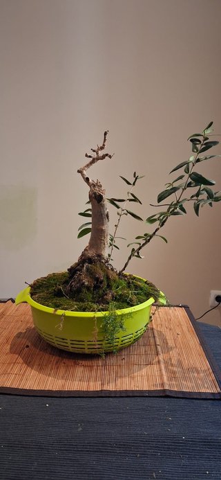 bonsai Olivo +10 años nº 10