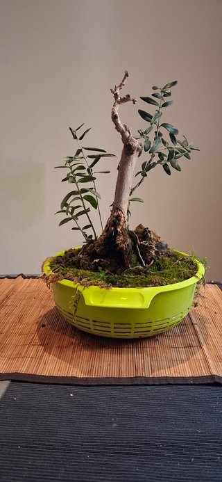 bonsai Olivo +10 años nº 10