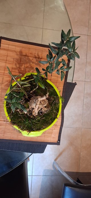 bonsai Olivo +10 años nº 10