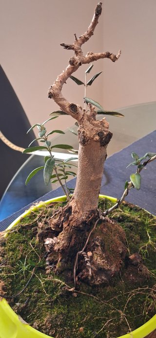 bonsai Olivo +10 años nº 10
