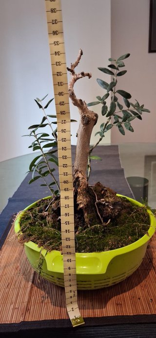 bonsai Olivo +10 años nº 10