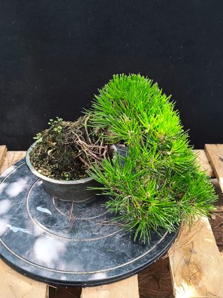 bonsai pino thumbergii