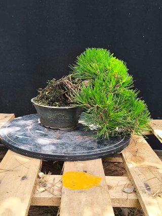 bonsai pino thumbergii