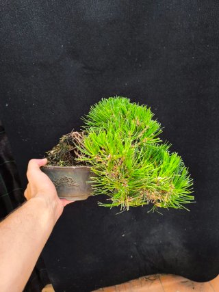 bonsai pino thumbergii