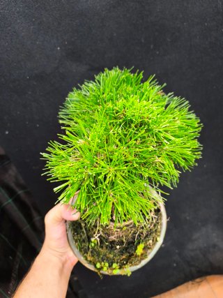bonsai pino thumbergii