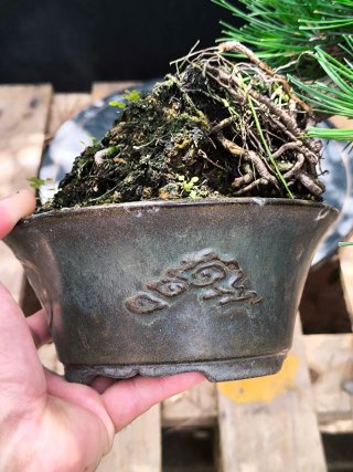 bonsai pino thumbergii