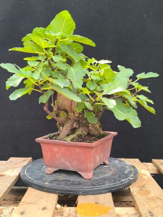 bonsai higuera