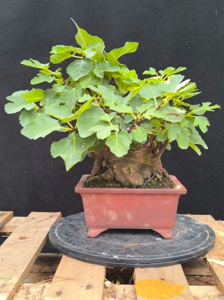 bonsai higuera