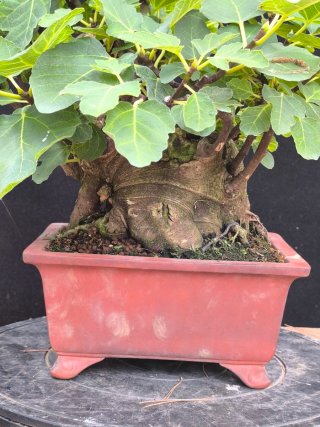 bonsai higuera