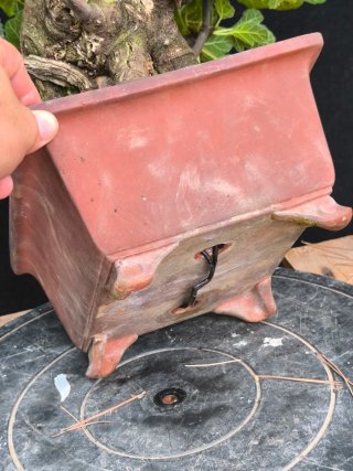 bonsai higuera