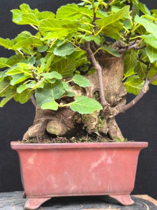 bonsai higuera