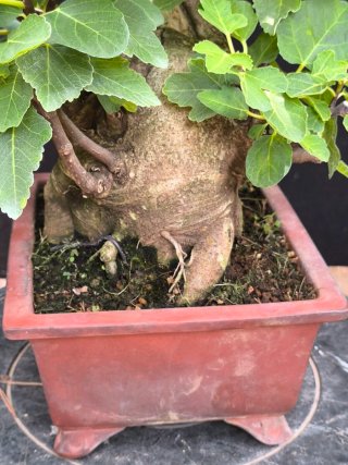 bonsai higuera