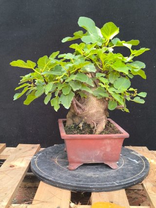 bonsai higuera