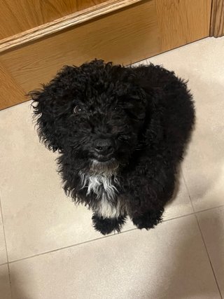 Busco una familia que sepa gestionar mi problema