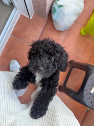 Busco una familia que sepa gestionar mi problema