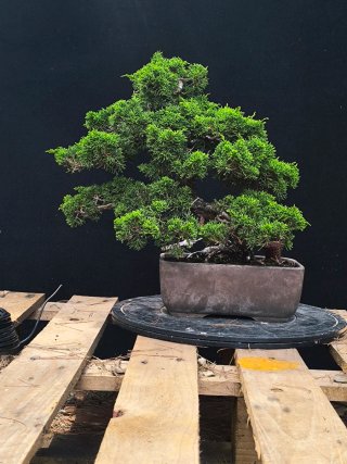bonsai itoigawa