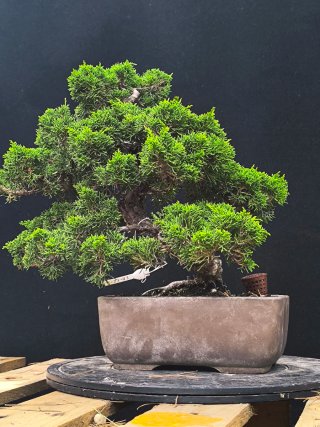 bonsai itoigawa
