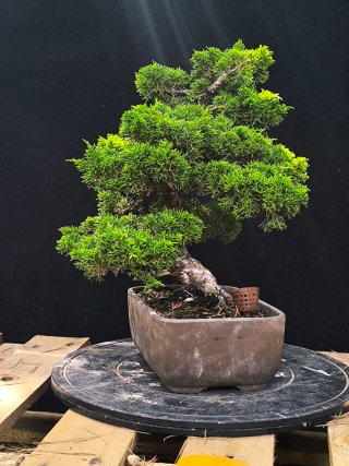 bonsai itoigawa