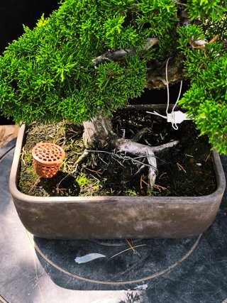bonsai itoigawa