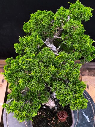 bonsai itoigawa