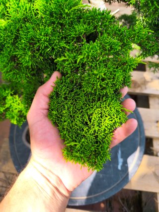 bonsai itoigawa
