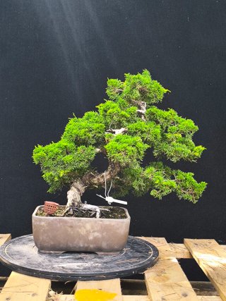 bonsai itoigawa