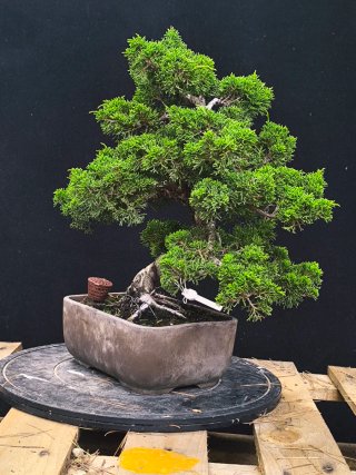 bonsai itoigawa