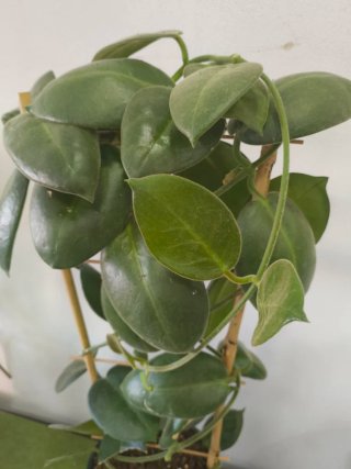 Hoya Calycina Stargazer