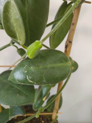 Hoya Calycina Stargazer