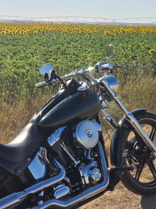 Harley-Davidson Softail Negra