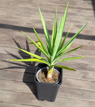 Planta de Yucca en maceta negra