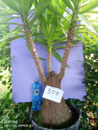 Palmera Yucca