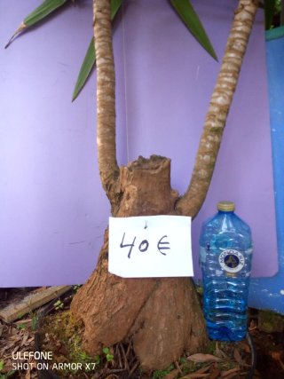 Palmera Yucca