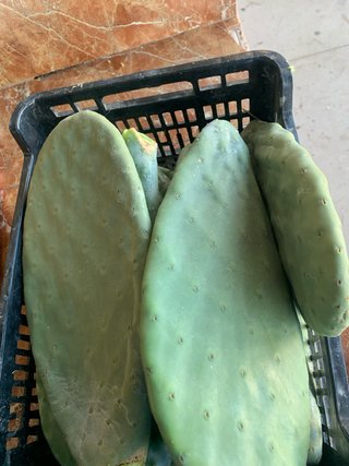 Pencas de Chumbo 10