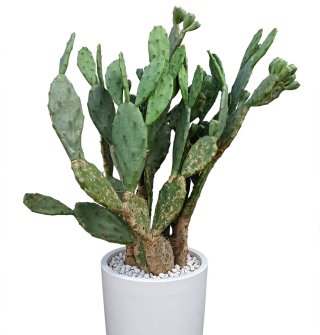 Pianta Fico d'India Opuntia