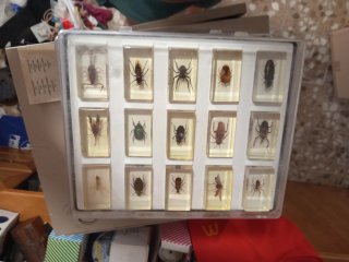Colección de insectos en resina