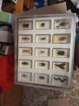 Colección de insectos en resina