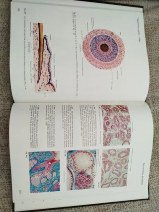 Histología. Atlas en color de citología, histologí