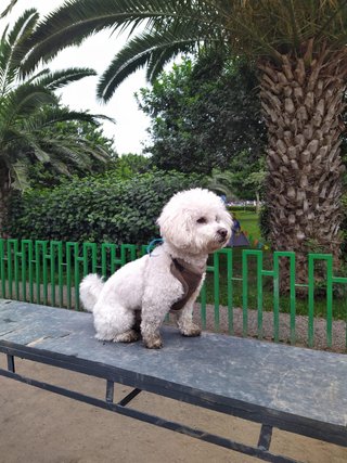 Paseo y cuidado de perros