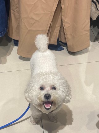 Paseo y cuidado de perros