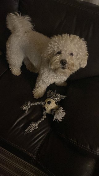 Paseo y cuidado de perros