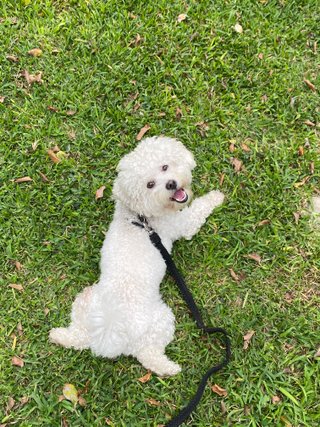Paseo y cuidado de perros
