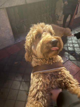 Paseo y cuidado de perros