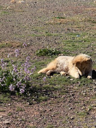 Paseo y cuidado de perros